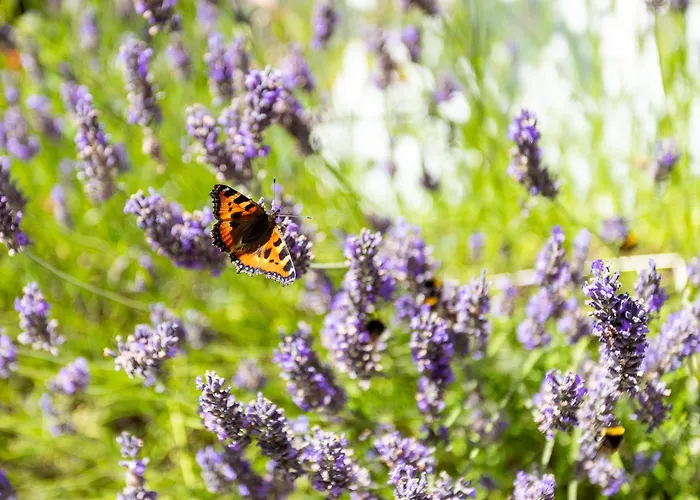 The Loft, Apple & Blossom Мэкрум